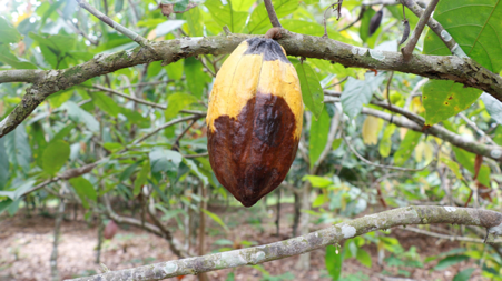 Phase out harmful pesticides in cocoa production – Stakeholders advocate