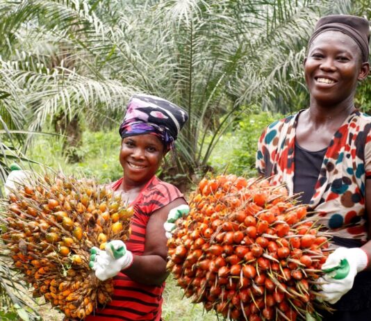 Solidaridad’s support to OPDAG towards the establishment of Tree Crop Development Authority