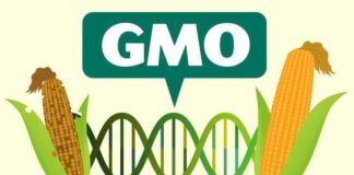 GMOs: To legalise or not to legalise