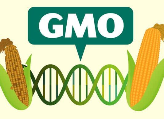 GMOs: To legalise or not to legalise