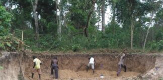 Sand winning destroying cocoa farms in Ashanti Region
