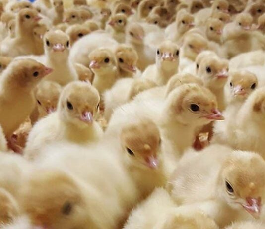 Expedite provision of hatcheries – GAPFA appeals to gov’t