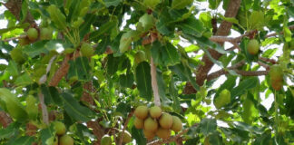 GSA to grow 10m Shea trees over the next 10 years