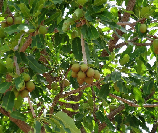 GSA to grow 10m Shea trees over the next 10 years