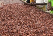 Takeaways from the Accra International Cocoa Conference