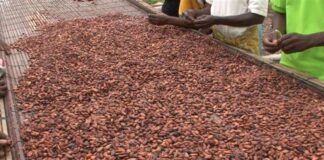 Takeaways from the Accra International Cocoa Conference