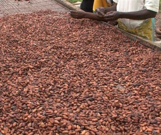 Takeaways from the Accra International Cocoa Conference