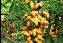 Now is the time for partnership to transform Africa’s Cocoa industry