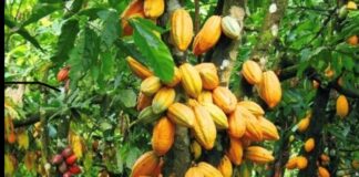 CPC to leverage AfCFTA to turn ill-fortunes around