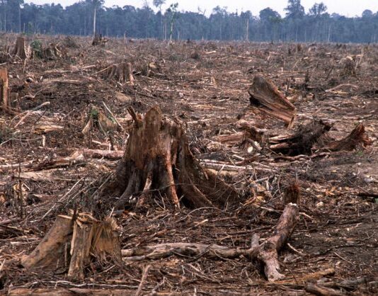 Ghana committed to forest restoration