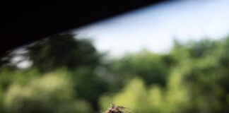 Victoria Michaels has evolved into an entrepreneur and humanitarian