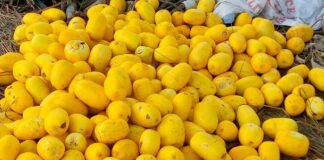 Yellow melon fruit left to rot on farms…as farmers bemoan lack of market