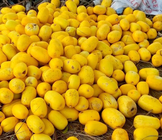 Yellow melon fruit left to rot on farms…as farmers bemoan lack of market