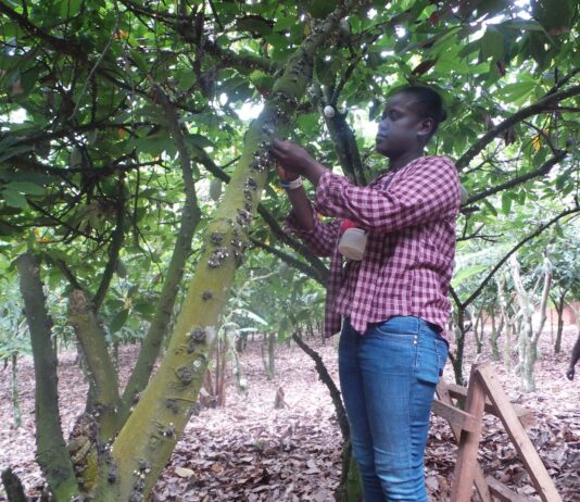Cocoa hand pollination: …impact, challenges & prospects
