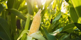 Shortage of maize in Tamale crippling poultry farmers, food vendors