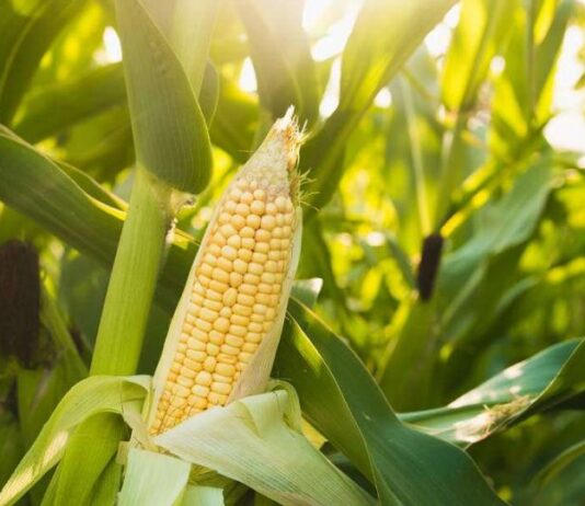 Shortage of maize in Tamale crippling poultry farmers, food vendors