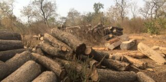 Ghanaian loggers without processing mills targeted for FLEGT compliance capacity development
