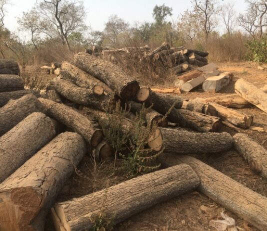 Ghanaian loggers without processing mills targeted for FLEGT compliance capacity development